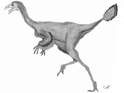 Caudipteryx / © Martin F. Chavez Caudipteryx / © Martin F. Chavez. Verwendet mit freundlicher Genehmigung des Autors.