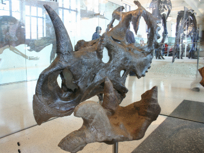 Schädel des Centrosaurus / Ryan Somma. Creative Commons 2.0 Generic (CC BY-SA 2.0) Schädel des Centrosaurus / Ryan Somma. Creative Commons 2.0 Generic (CC BY-SA 2.0)