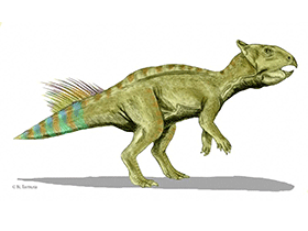 Cerasinops / © N. Tamura. Verwendet mit freundlicher Genehmigung des Autors. Cerasinops / © N. Tamura. Verwendet mit freundlicher Genehmigung des Autors.