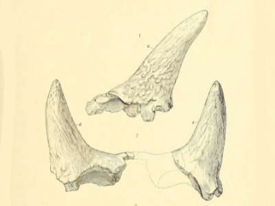 Holotyp des Ceratops / Bild ist gemeinfrei Holotyp des Ceratops / Bild ist gemeinfrei