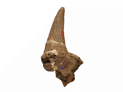 Horn des Ceratops / © Mallon et al. Horn des Ceratops / © Mallon et al.