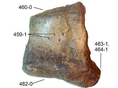 Metatarsus © Tschopp et al. Creative Commons 4.0 International (CC BY 4.0) Metatarsus © Tschopp et al. Creative Commons 4.0 International (CC BY 4.0)