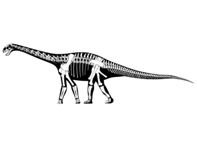 Skelettzeichnung des Cetiosaurus / Jaime A. Headden. Creative Commons 3.0 Unported (CC BY 3.0) Skelettzeichnung des Cetiosaurus / Jaime A. Headden. Creative Commons 3.0 Unported (CC BY 3.0)