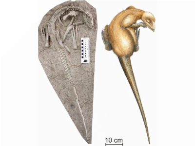 Changmiania / © Royal Belgian Institute of Natural Sciences (RBINS) & Carine Ciselet Changmiania / © Royal Belgian Institute of Natural Sciences (RBINS) & Carine Ciselet