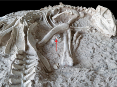 Fossil des Changmiania / Yang et al. Creative Commons 4.0 International (CC BY 4.0) Fossil des Changmiania / Yang et al. Creative Commons 4.0 International (CC BY 4.0)