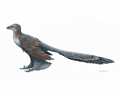 Changyuraptor / © Emily Willoughby. Verwendet mit freundlicher Genehmigung der Autorin