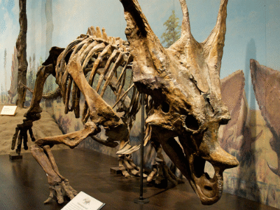 Skelett des Chasmosaurus / Jonathan Crowe. Creative Commons NonCommercial-NoDerivs 2.0 Generic (CC BY-NC-ND 2.0) Skelett des Chasmosaurus / Jonathan Crowe. Creative Commons NonCommercial-NoDerivs 2.0 Generic (CC BY-NC-ND 2.0)
