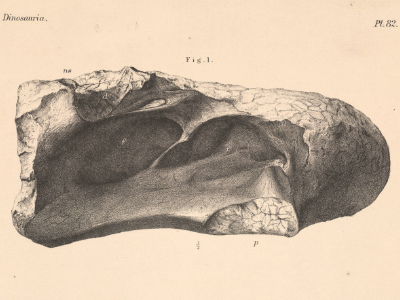 Wirbleknochen des Chondrosteosaurus. CC0 1.0 Universal (CC0 1.0) Public Domain Dedication Wirbleknochen des Chondrosteosaurus. CC0 1.0 Universal (CC0 1.0) Public Domain Dedication