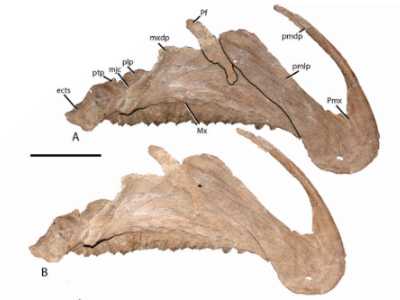 Prämaxilla & Maxilla / Gates et al. Creative Commons 4.0 International (CC BY 4.0) Prämaxilla & Maxilla / Gates et al. Creative Commons 4.0 International (CC BY 4.0)