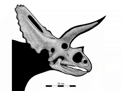 Schädel des Coahuilaceratops / © Barrera Guevara et al. Schädel des Coahuilaceratops / © Barrera Guevara et al.