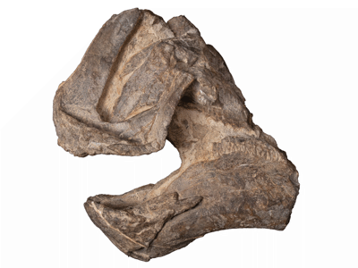 Holotyp / © Longrich et al. Holotyp / © Longrich et al.
