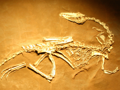 Skelett des Coelophysis / Ryan Somma. Creative Commons ShareAlike 2.0 Generic (CC BY-SA 2.0) Skelett des Coelophysis / Ryan Somma. Creative Commons ShareAlike 2.0 Generic (CC BY-SA 2.0)