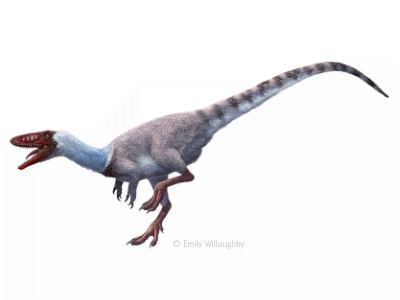 Coelophysis / © Emily Willoughby Coelophysis / © Emily Willoughby