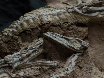 Fossil des Coelophysis / Mark Ryan. Creative Commons NonCommercial-NoDerivs 2.0 Generic (CC BY-NC-ND 2.0) Fossil des Coelophysis / Mark Ryan. Creative Commons NonCommercial-NoDerivs 2.0 Generic (CC BY-NC-ND 2.0)