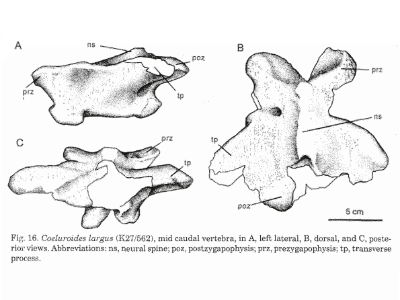 Wirbelknochen / © Novas et al. Wirbelknochen / © Novas et al.