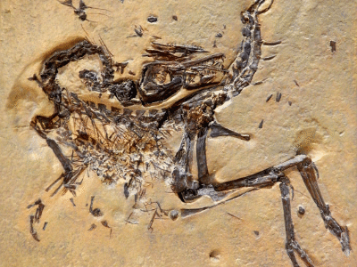 Compsognathus / © Mike Beauregard