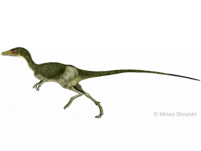 Compsognathus / © Mineo Shiraishi. Verwendet mit freundlicher Genehmigung des Autors Compsognathus / © Mineo Shiraishi. Verwendet mit freundlicher Genehmigung des Autors