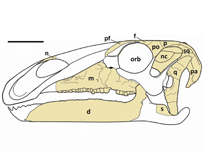 Schädelrekonstruktion / © Lockwood et al. Schädelrekonstruktion / © Lockwood et al.