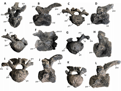 Wirbelknochen / © Lockwood et al. Wirbelknochen / © Lockwood et al.