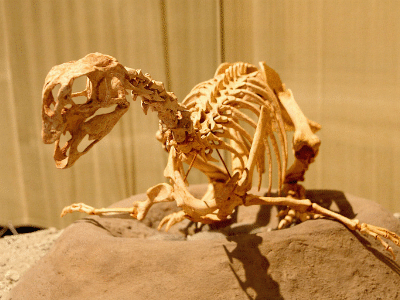Skelett des Conchoraptor/ Kabacchi. Creative Commons 2.0 Generic (CC BY 2.0) Skelett des Conchoraptor/ Kabacchi. Creative Commons 2.0 Generic (CC BY 2.0)