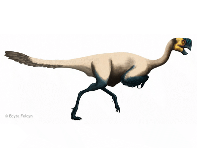 Conchoraptor / © Edyta Felcyn-Kowalska. Verwendet mit freundlicher Genehmigung der Autorin Conchoraptor / © Edyta Felcyn-Kowalska. Verwendet mit freundlicher Genehmigung der Autorin