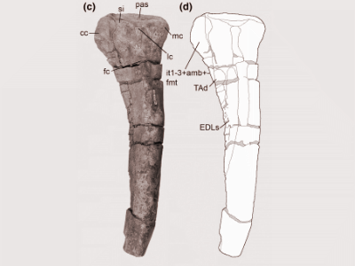 Tibia / © Lacerda et al.