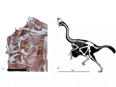 Fossil des Corythoraptor / Lü et al. Creative Commons 4.0 International (CC BY 4.0) Fossil des Corythoraptor / Lü et al. Creative Commons 4.0 International (CC BY 4.0)