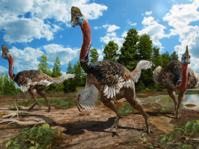 Corythoraptor / Zhao Chuang. Creative Commons 4.0 International (CC BY 4.0) Corythoraptor / Zhao Chuang. Creative Commons 4.0 International (CC BY 4.0)
