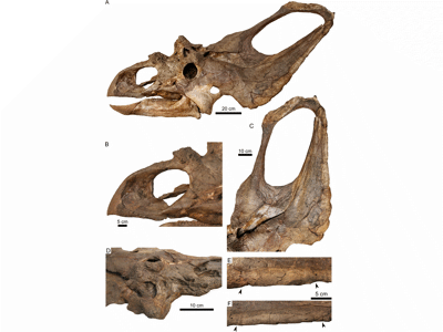 Schädel / © Holmes et al.