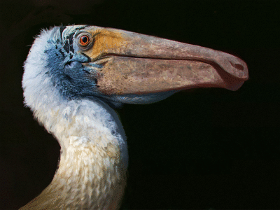 Deinocheirus / Yandusaurus / © Ville Sinkkonen Ville Sinkkonen Deinocheirus / © Ville Sinkkonen. Verwendet mit freundlicher Genehmigung des Autors.