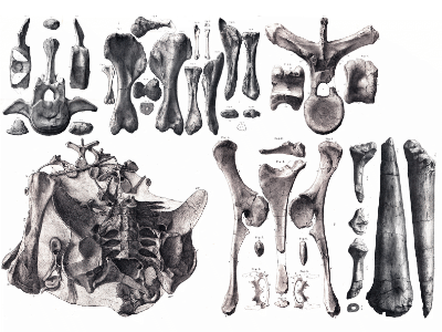 Fossilien des Dacentrurus / Creative Commons CC0 1.0 Universal (CC0 1.0)
