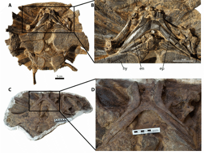 Fossilien des Dakotaraptor/ 
Arbour et al. Creative Commons 4.0 International (CC BY 4.0)