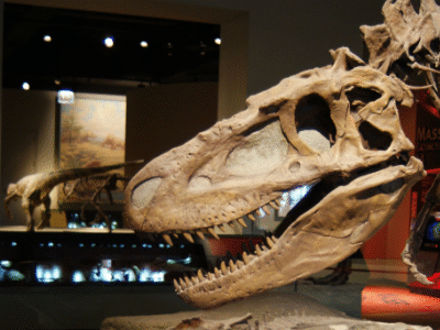 Schädel des Daspletosaurus. / Dallas Krentzel. Creative Commons 2.0 Generic (CC BY 2.0) Schädel des Daspletosaurus. / Dallas Krentzel. Creative Commons 2.0 Generic (CC BY 2.0)