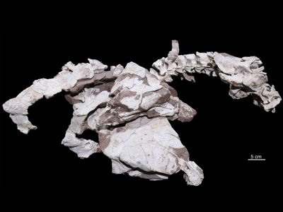 Holotyp / © Xing et al. Holotyp / © Xing et al.