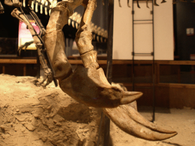 Klaue des Deinocheirus / Kabacchi. Creative Commons 2.0 Generic (CC BY 2.0) Klaue des Deinocheirus / Kabacchi. Creative Commons 2.0 Generic (CC BY 2.0)