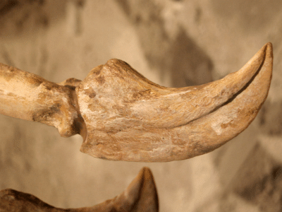 Klaue des Deinocheirus / Kabacchi. Creative Commons 2.0 Generic (CC BY 2.0) Klaue des Deinocheirus / Kabacchi. Creative Commons 2.0 Generic (CC BY 2.0)