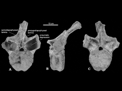 Schwanzwirbel des Demandasaurus / Fernández-Baldor et al. Creative Commons 2.0 Generic (CC BY 2.0) Schwanzwirbel des Demandasaurus / Fernández-Baldor et al. Creative Commons 2.0 Generic (CC BY 2.0)