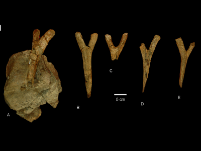 Chevronknochen des Diamantinasaurus / Hocknull et al. Creative Commons 4.0 International (CC BY 4.0) Chevronknochen des Diamantinasaurus / Hocknull et al. Creative Commons 4.0 International (CC BY 4.0)