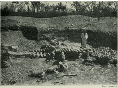 Fossilfund / Bild ist gemeinfrei (public domain) Fossilfund / Bild ist gemeinfrei (public domain)