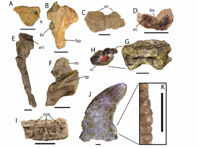 Fossilien / Jasinski et al. Fossilien / Jasinski et al.