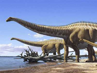 Diplodocus / © Raul Martin. Verwendet mit freundlicher Genehmigung des Autors. Diplodocus / © Raul Martin. Verwendet mit freundlicher Genehmigung des Autors.