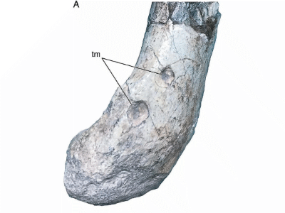 Zahnabdrücke / © Porfiri et al. Zahnabdrücke / © Porfiri et al.