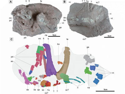 Holotyp / © Jung et al.