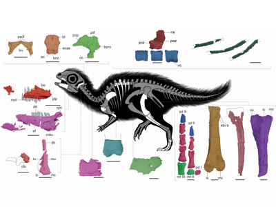 Fossilien / © Jung et al.