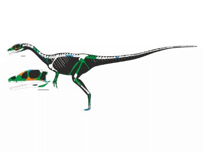 Skelett des Dracoraptor / Martill et al. 
Creative Commons 4.0 International (CC BY 4.0)