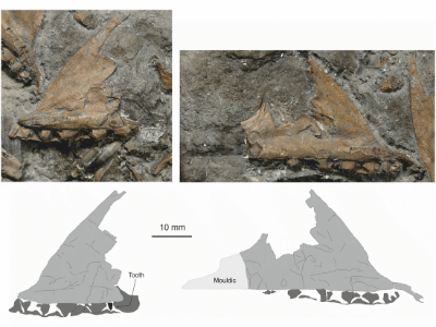 Maxilla des Dracoraptor / Martill et al.
Creative Commons 4.0 International (CC BY 4.0) Maxilla des Dracoraptor / Martill et al.
Creative Commons 4.0 International (CC BY 4.0)