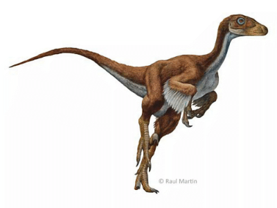 Dromaeosaurus / © Raul Martin. Verwendet mit freundlicher Genehmigung des Autors. Dromaeosaurus / © Raul Martin. Verwendet mit freundlicher Genehmigung des Autors.