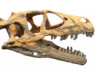 Schädel des Dromaeosaurus Schädel des Dromaeosaurus / Dinodata.de. Creative Commons CC0 1.0 Universal (CC0 1.0) Public Domain Dedication
