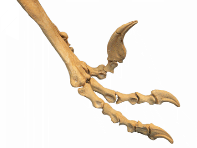 Fuß des Dromaeosaurus Fuß des Dromaeosaurus / Dinodata.de. Creative Commons CC0 1.0 Universal (CC0 1.0) Public Domain Dedication
