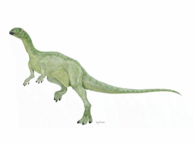 Dryosaurus / © Mineo Shiraishi. Verwendet mit freundlicher Genehmigung des Autors. Dryosaurus / © Mineo Shiraishi. Verwendet mit freundlicher Genehmigung des Autors.